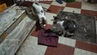Cockroach play 🪳