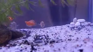 HOW BALLON MOLLY FISH MATES