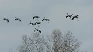 SANDHILL CRANES COMIN IN FOR A LANDING...FUNNY!