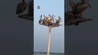 Atapaka bird sanctuary, kolleru, Birds