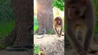 monkey and black cobra snake great short #shorts #shortsviral
