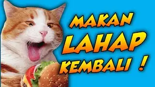 PAKE CARA INI CEPAT SEHAT LAGI! Ini 7 Tips Cara Mengobati Kucing Sakit Lemas Gak Mau Makan
