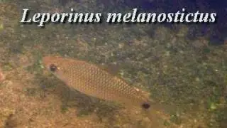 Der Engmaulsalmler Leporinus melanostictus im Freiwasser