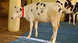 8 Heifers for sale, 8 ਵਹਿੜਾਂ ਵਿਕਾਊ 