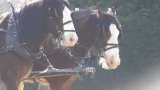 Clydesdale horses