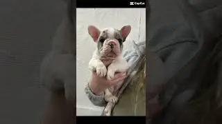 Frenchie nation #firststreetbreeders