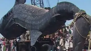 Удивительная гигантская китовая акула выловлена ​​из моря