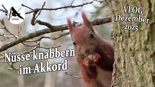 Adventszeit im Voßmoor / Nature, Crows & Wildlife Vlog Dezember 2025