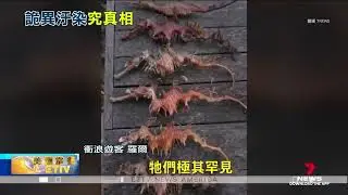 藻華現象釀神秘泡沫浪 南澳封鎖2海灘徹查原因