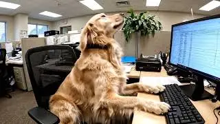 My Golden Retriever Has Been Working From Home Too