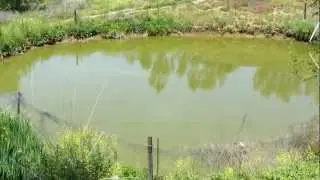 Mud Pond for Kois