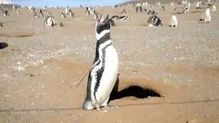 penguin quacking!