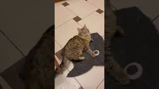 Пуговке всего 6 месяцев и она ищет дом! Москва и МО. 89164983301 Елизавета #cat #adoptdontbuy
