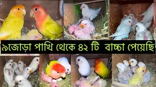 কোন জাতের লাভ বার্ড পাখি বেশি ডিম বাচ্চা করে | love birds new breeding tips in Bangla ￼