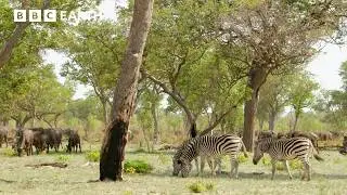 The Remarkable Senses of Animals | Nature's Great Migrations | BBC Earth