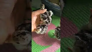 New born baby Turkey chicks #chicken #freerangechickens #babyanimals #backyardbirds #pets #babybirds