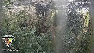The Belize Zoo Live Cam
