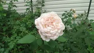 Spotlight on Bliss Parfuma (Spotlight on Roses  series #19)