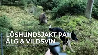 Löshundsjakt På Älg & Vildsvin