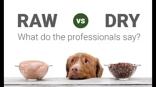 Raw Dog Food vs Dry Kibbles - A world renowned veterinarian tells us what he discovered.