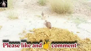 baby teeterawaz francolin chick sound