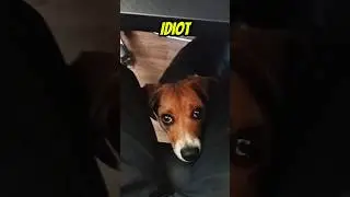 My Dog Thinks I'm an Idiot! 🤥🐶 #shorts #funnydog