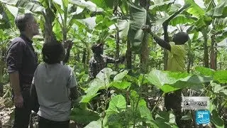 OBSERVERS DIRECT: Avoiding a Future Food Crisis in Cameroon