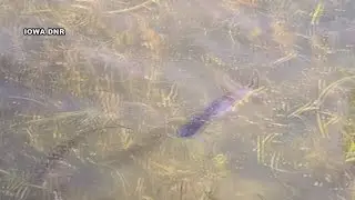 One year after reintroduction, Paddlefish are thriving in the Iowa Great Lakes