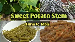 How to cook Sweet Potato Stem the korean way