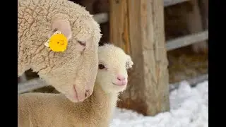 Baa Baa Fun Sheep - A Musical Farm Adventure (1 Minute)