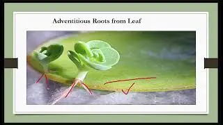 Adventitious Roots | Types of Fibrous Root | Plant Morphology