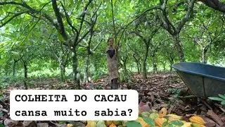 Colhendo cacau cansa muito sabia?