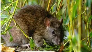 What Are Idaho Rodents? Get Lost Pest Control in Caldwell