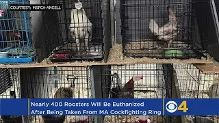 Hundreds Of Roosters Seized In Cockfighting Bust To Be Euthanized