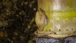 Sugarcane lateral bud germination time lapse video clip