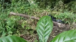 UPDATE ON OUR ARABICA COFFEE TREE#coffee#farmers #farming #nature