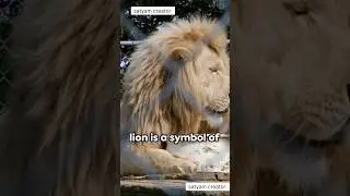 lions & us: the coexistence challenge #shots  Lionattack