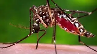 Researchers find new ways to target mosquito-borne disease