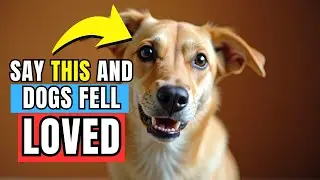 7 Words That Make Your Dog Know You Love Them (Instantly!) | Smart Dog
