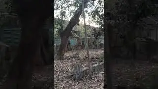 SEREM😱 RUMAH DINAS TERBENGKALAI PT. SUMBERHARJO - PEMALANG