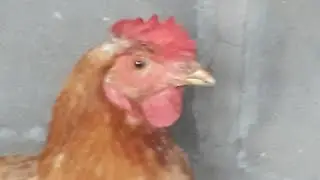 tutorial: como meter gallinas a su casa 🤫🗣🗿