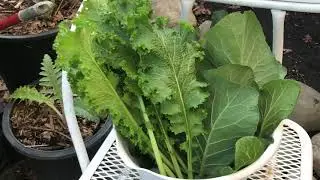 A Silent Winter Greens Harvest !