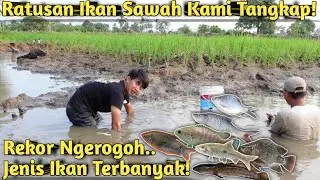 SEHARIAN NGEROGOH DAN SESER ALIRAN SAWAH KERING YANG PENUH IKAN