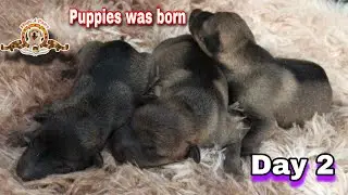 2 Day Old Puppies Development From Newborn to 2day Old #newborn #newbornpuppies #tinypuppies