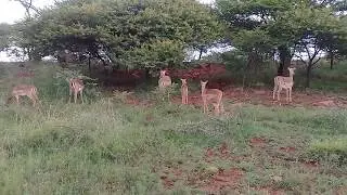 Spioenkop Impalas - Spioenkop Dam and Nature Reserve