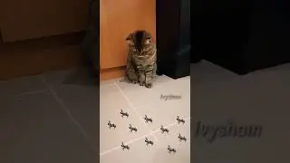 Smokey V.s invisible ants🐜🐜😹 #shorts #cat #funnycats  #ants #viral #funnyvideo #shortsvideo