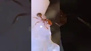 SAVING an ant TRAPPED in SLIME!!