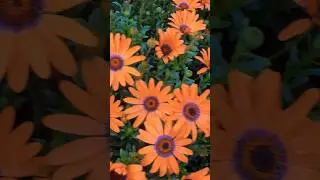 Cape Marguerite Flowers #shorts Dimorphotheca Ecklonis #marguerite #flowers #shortvideo