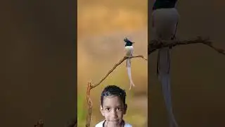 #entertainment #cute #birds #wildlife #wildlifephotography #positivestories
