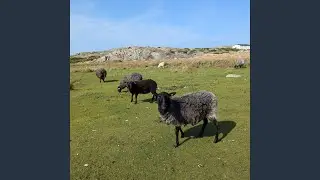 bit crushed snap